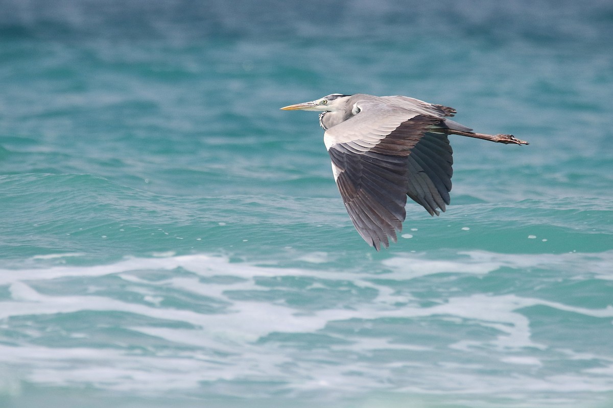 Gray Heron - ML424342541