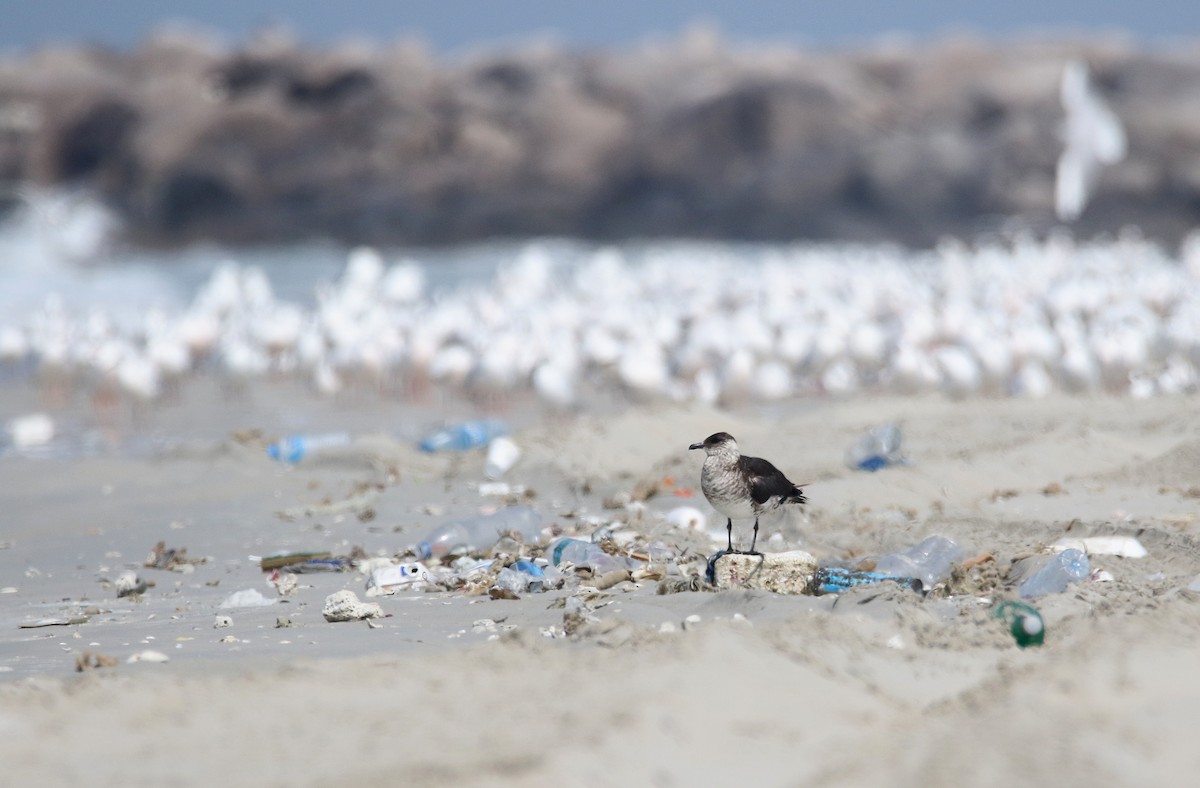 Parasitic Jaeger - ML424342881