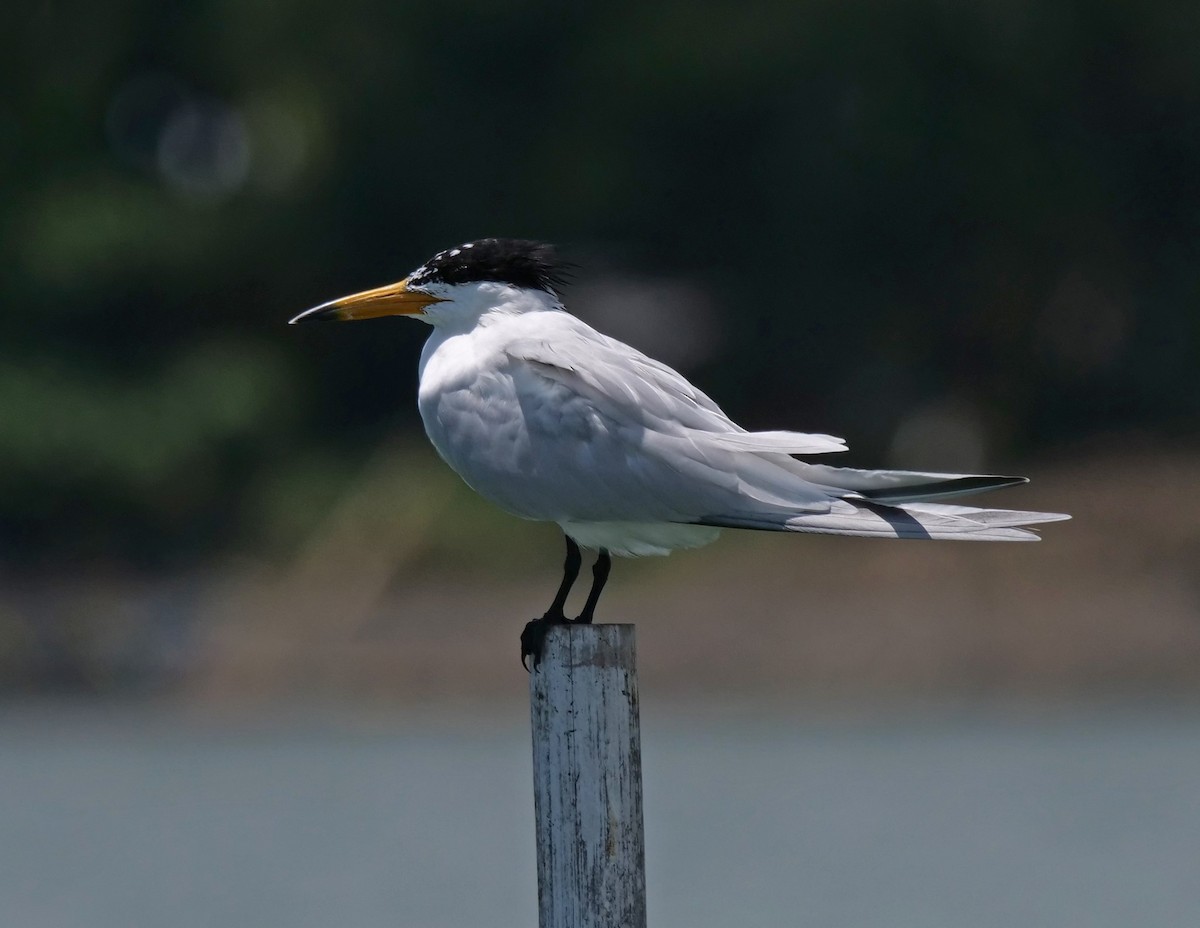 黑嘴端鳳頭燕鷗 - ML424342971