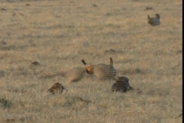 Greater Prairie-Chicken (Attwater's) - ML424343