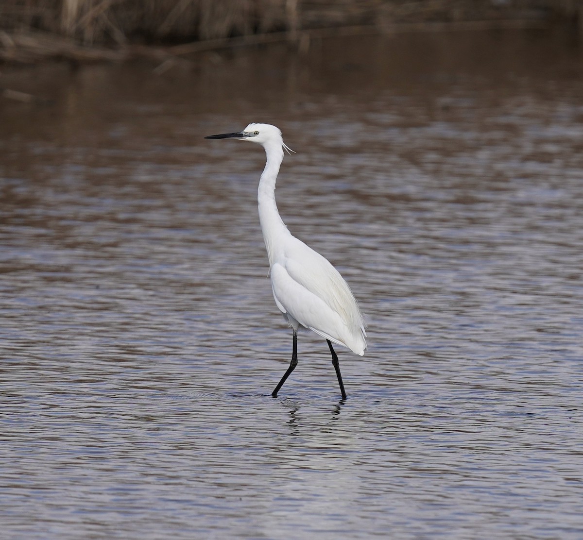 Little Egret - Bárbara Morais