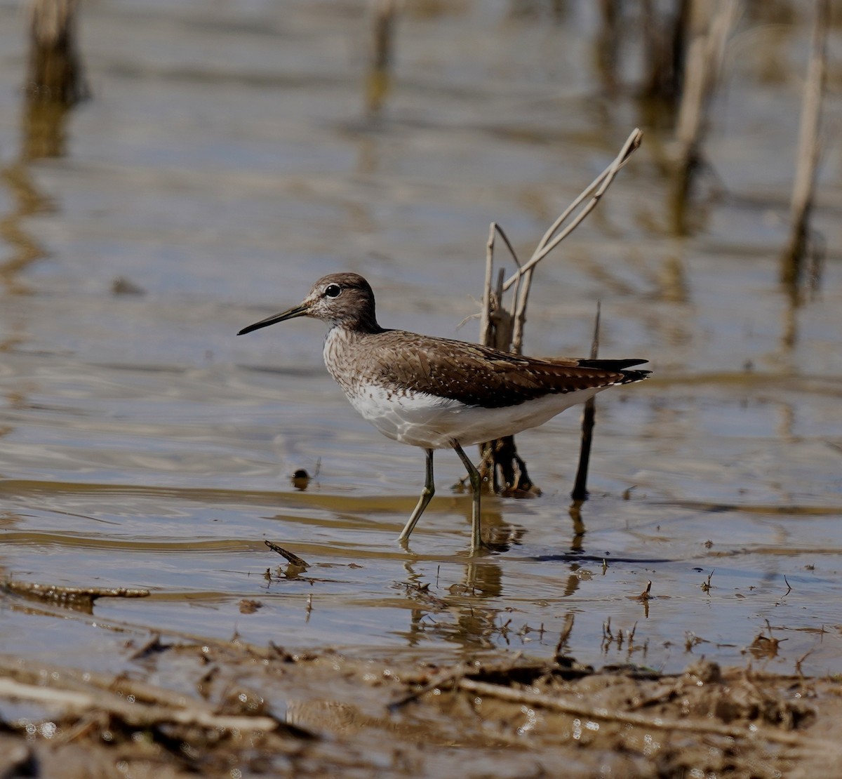 Green Sandpiper - ML424343351