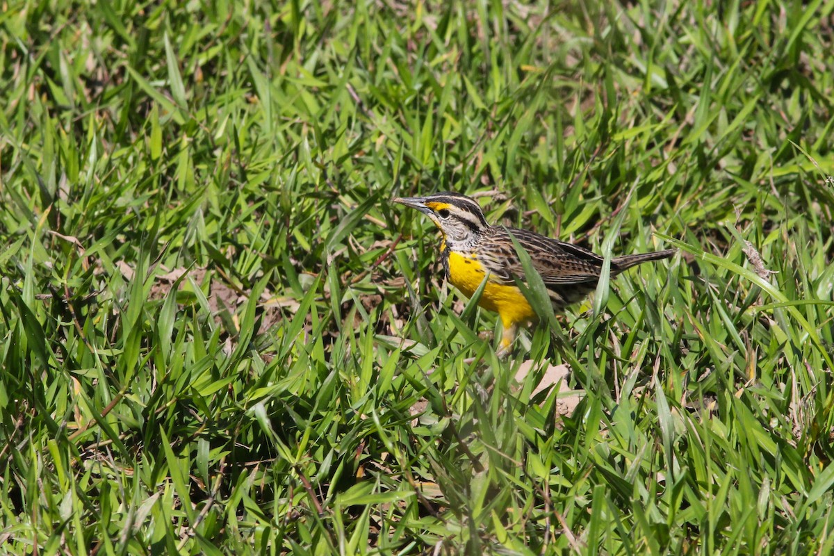 Eastern Meadowlark (Eastern) - ML424344441