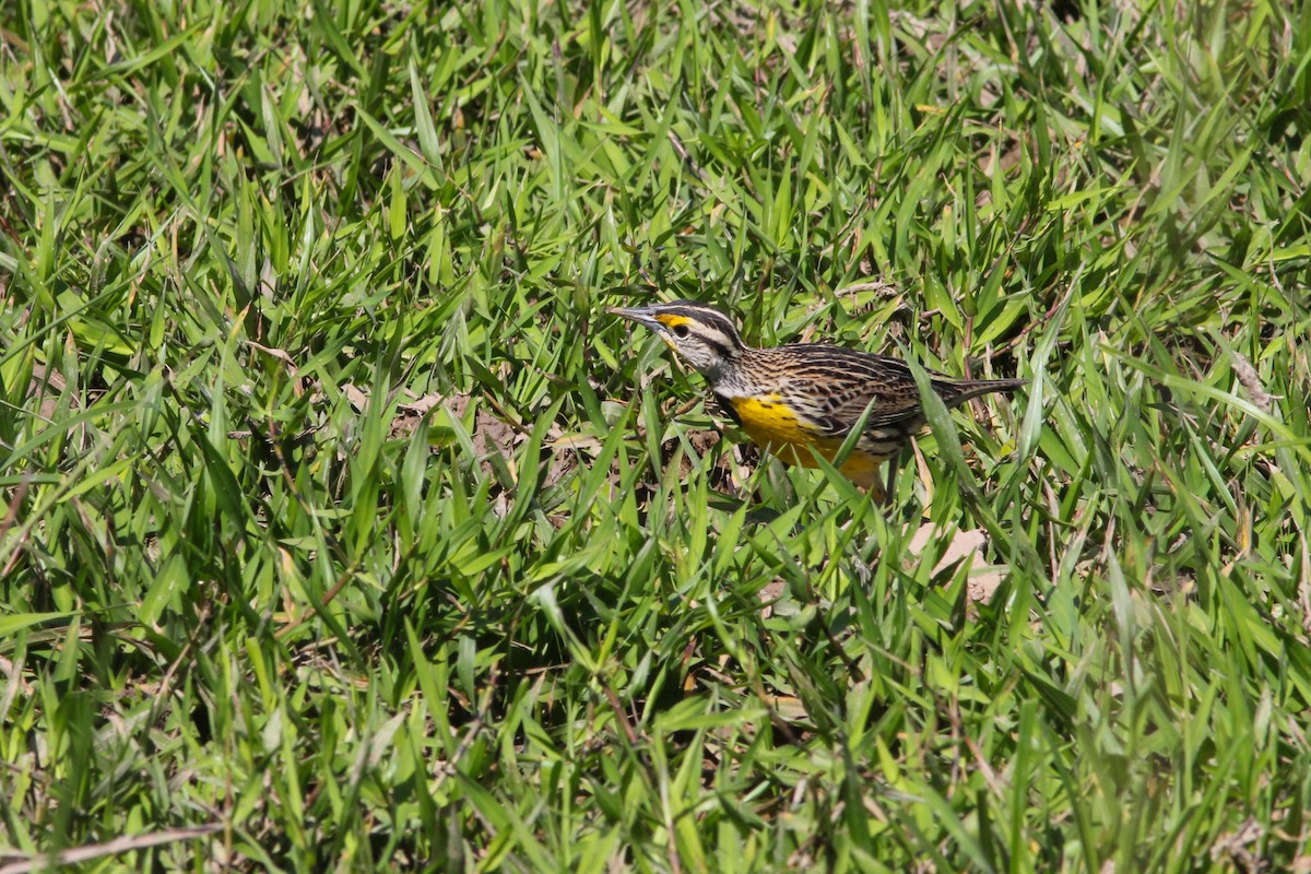 Eastern Meadowlark (Eastern) - ML424344461