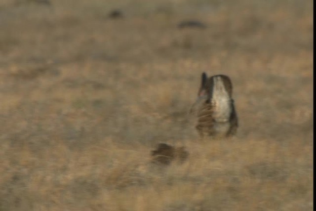 Greater Prairie-Chicken (Attwater's) - ML424345