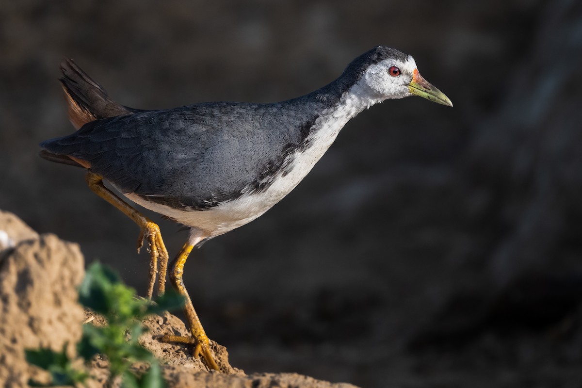 White-breasted Waterhen - ML424345441