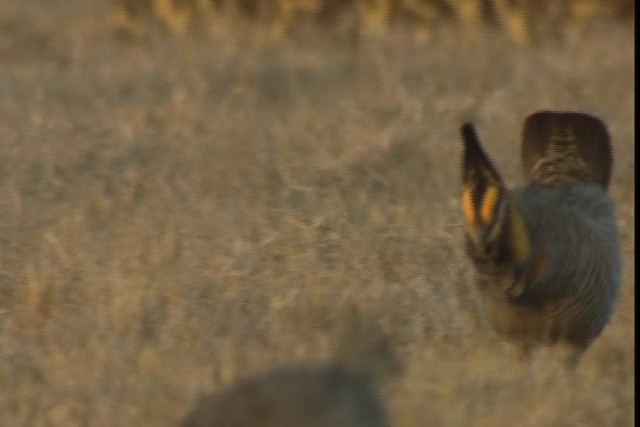 Greater Prairie-Chicken (Attwater's) - ML424346