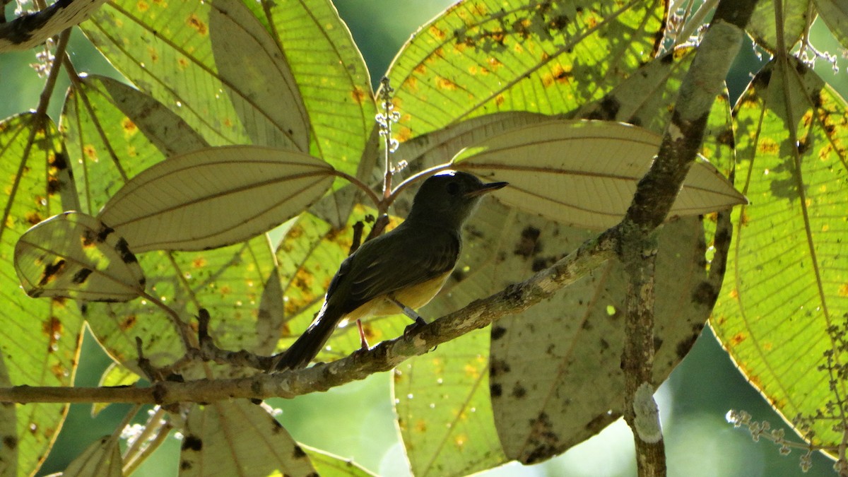 Dusky-capped Flycatcher - ML424347181