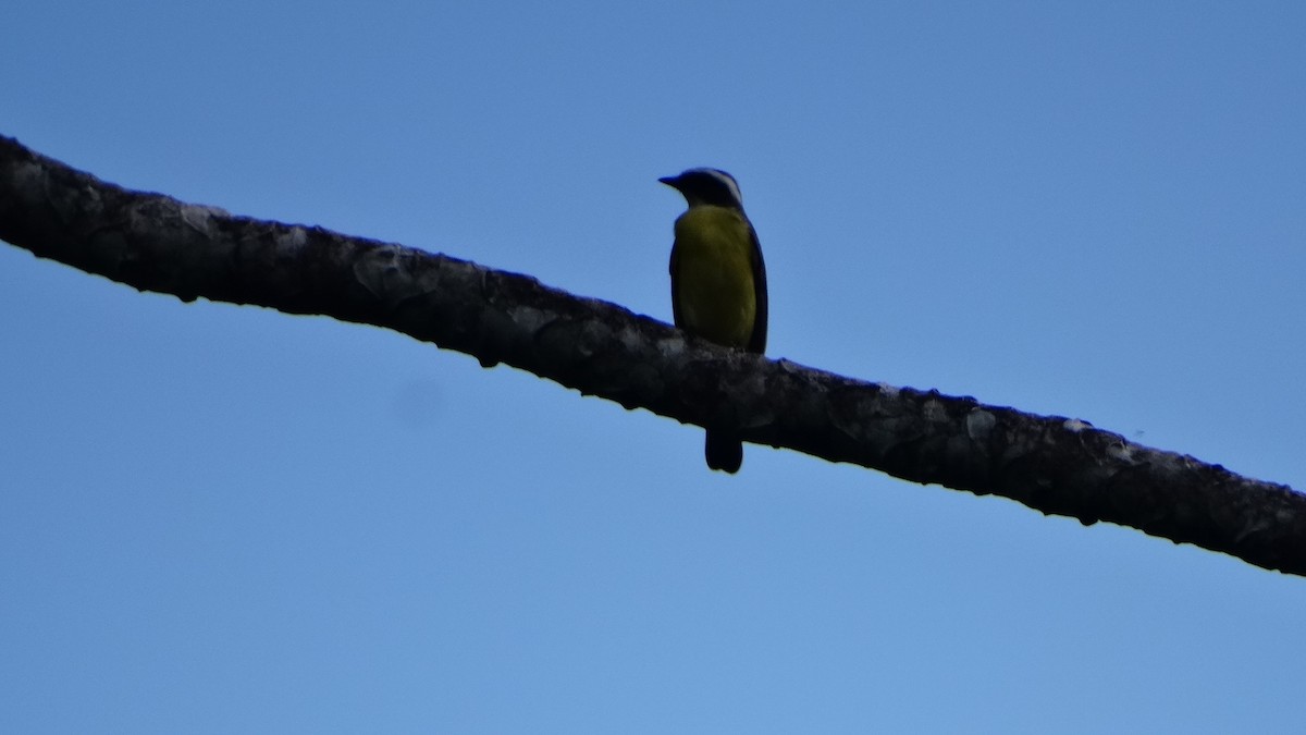 Social Flycatcher - Kenrith Carter