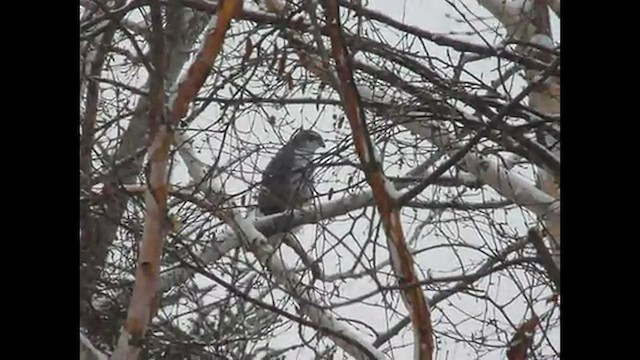 American Goshawk - ML424347211