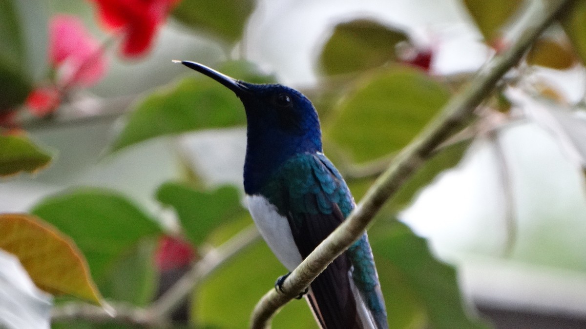 White-necked Jacobin - ML424348261