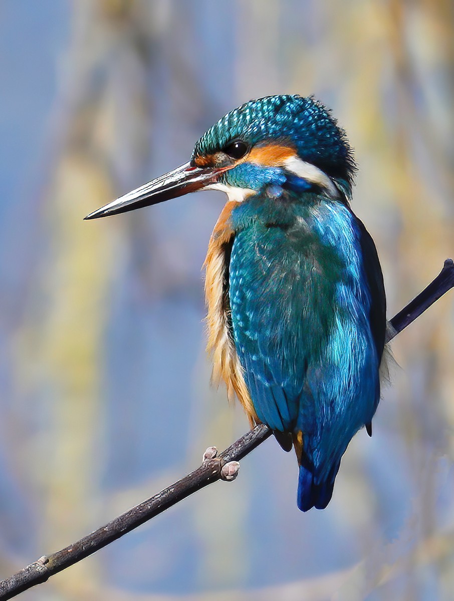 Eisvogel - ML424349341