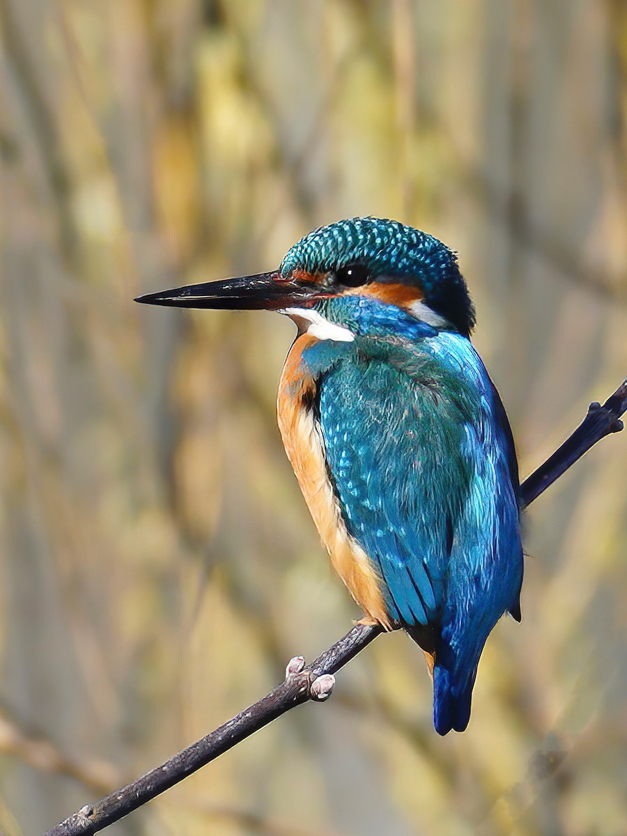 Eisvogel - ML424349351