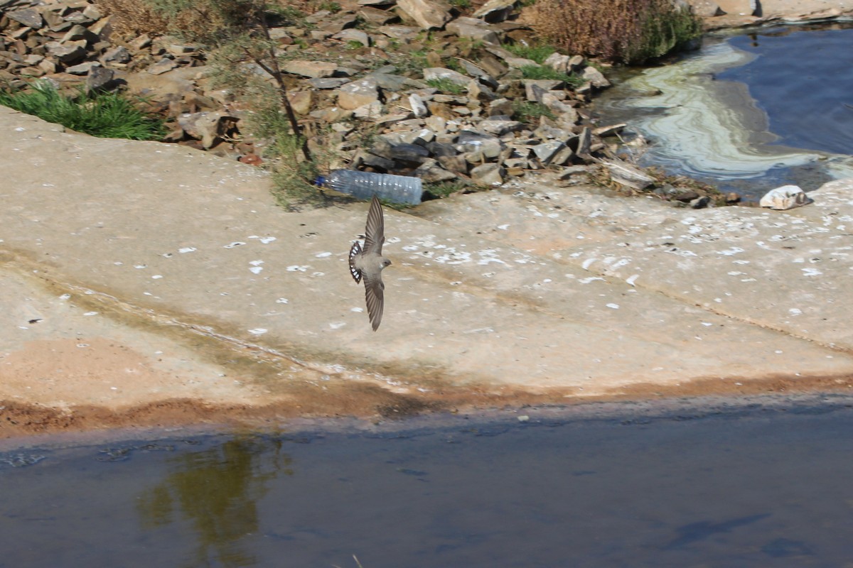 Eurasian Crag-Martin - ML424350731