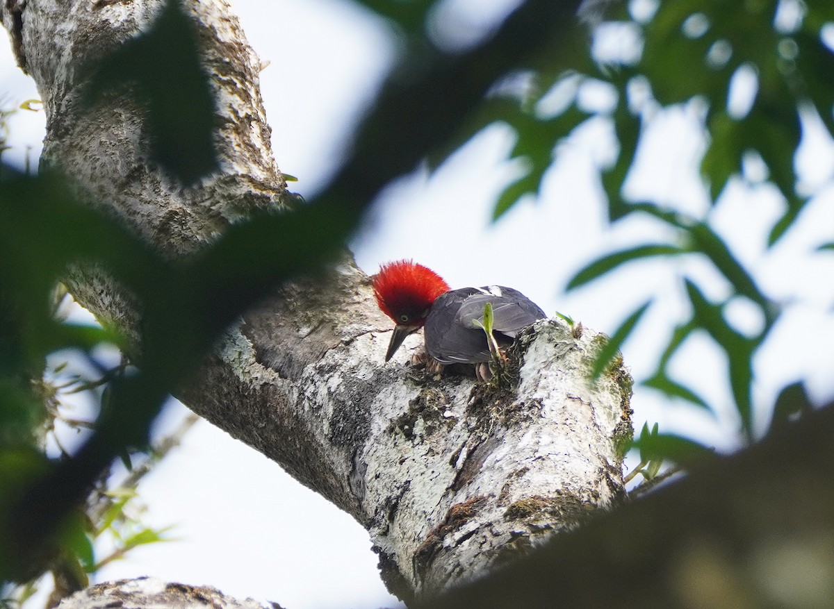 Crimson-crested Woodpecker - ML424352781