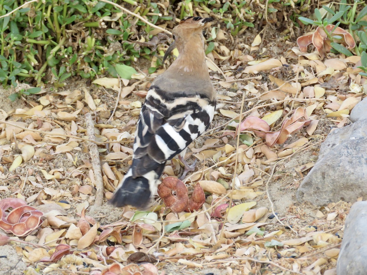 Eurasian Hoopoe - ML424354021