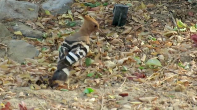 Eurasian Hoopoe - ML424354041