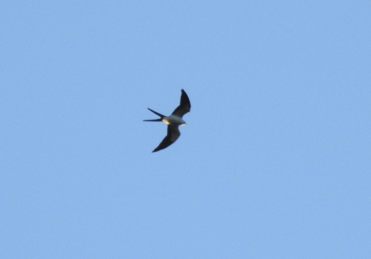 Swallow-tailed Kite - Mike Perrin