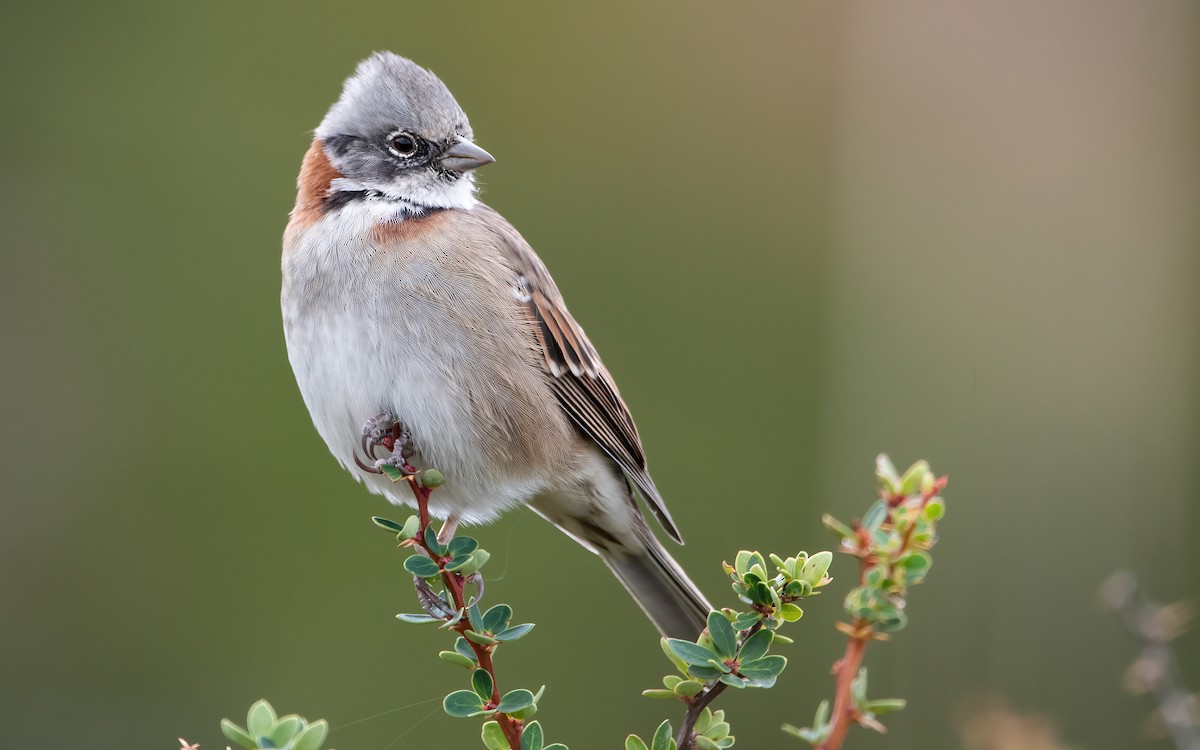 Rufous-collared Sparrow (Patagonian) - ML424356421