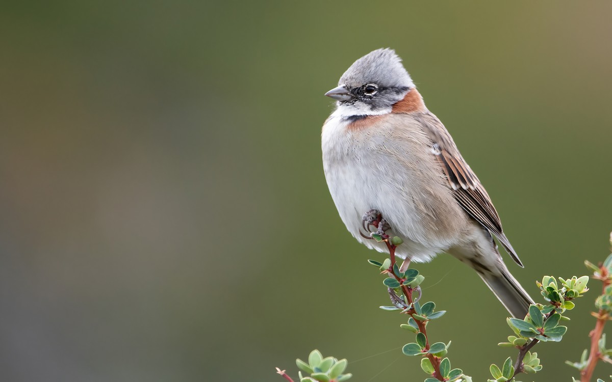 Rufous-collared Sparrow (Patagonian) - ML424356451