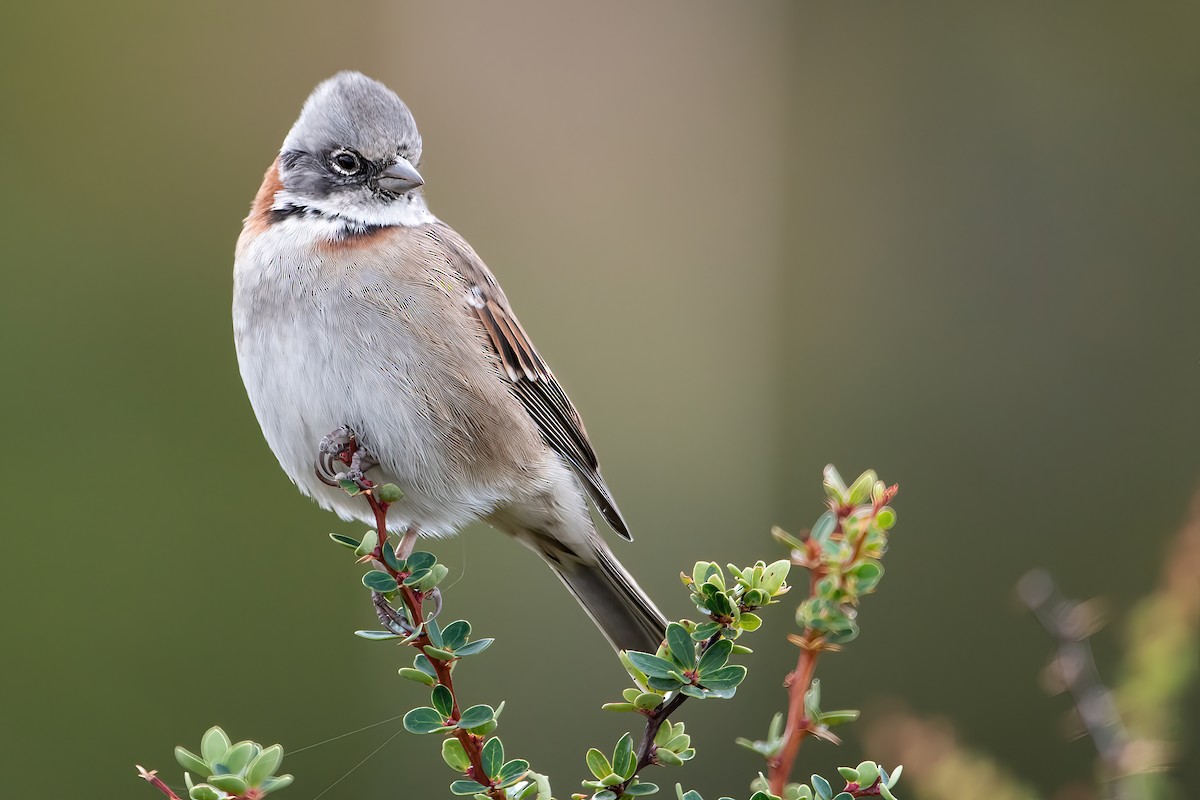 Rufous-collared Sparrow (Patagonian) - ML424356461