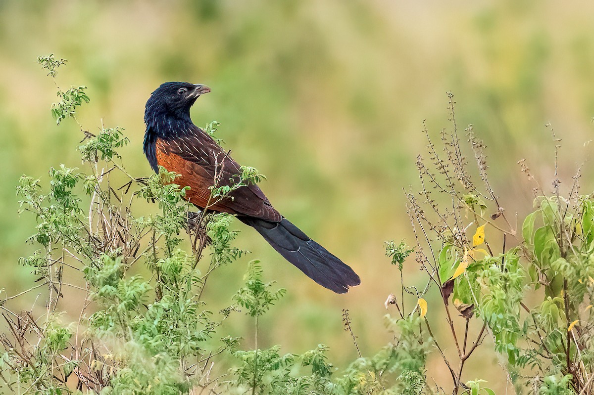 Black Coucal - ML424356981