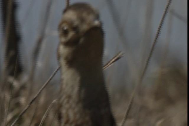 Greater Prairie-Chicken (Attwater's) - ML424357