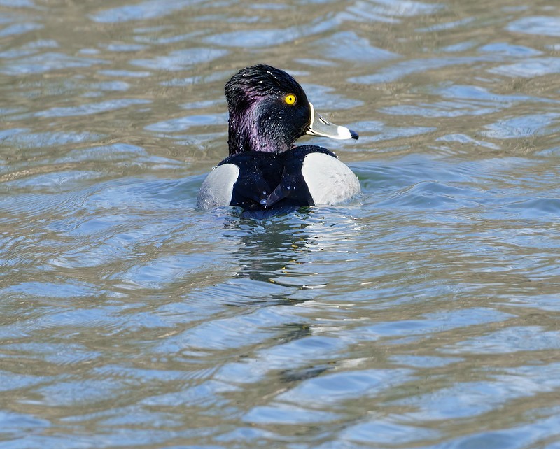 Ring-necked Duck - ML424357941