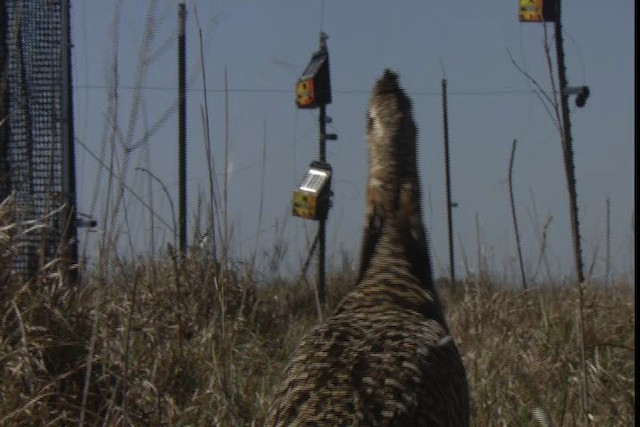 Greater Prairie-Chicken (Attwater's) - ML424359