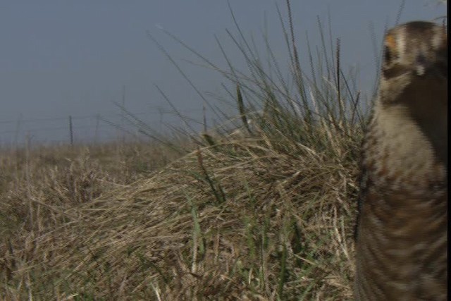 Greater Prairie-Chicken (Attwater's) - ML424360