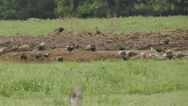 Caracara huppé - ML424360151