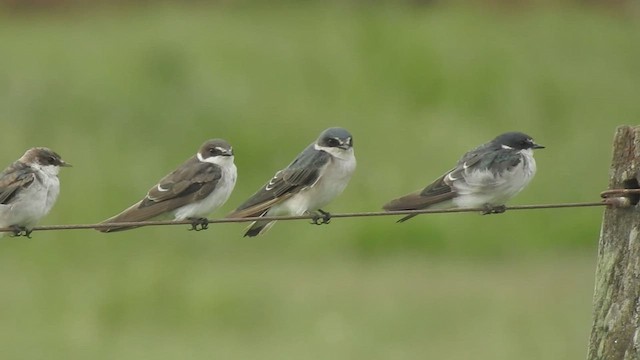 White-rumped Swallow - ML424360191