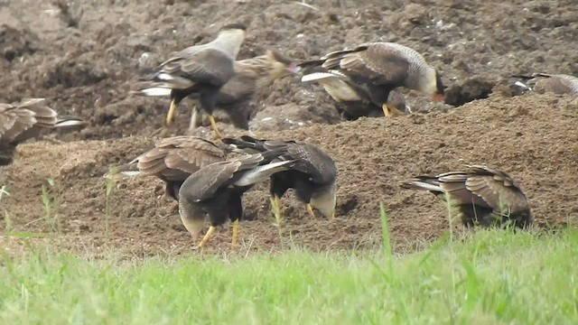 Caracara huppé - ML424360331