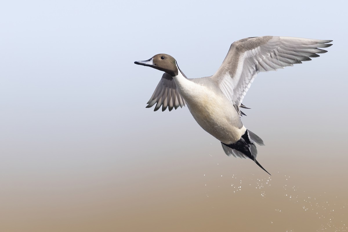 Northern Pintail - Matt Misewicz