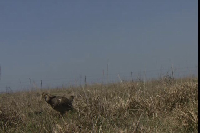 Greater Prairie-Chicken (Attwater's) - ML424362