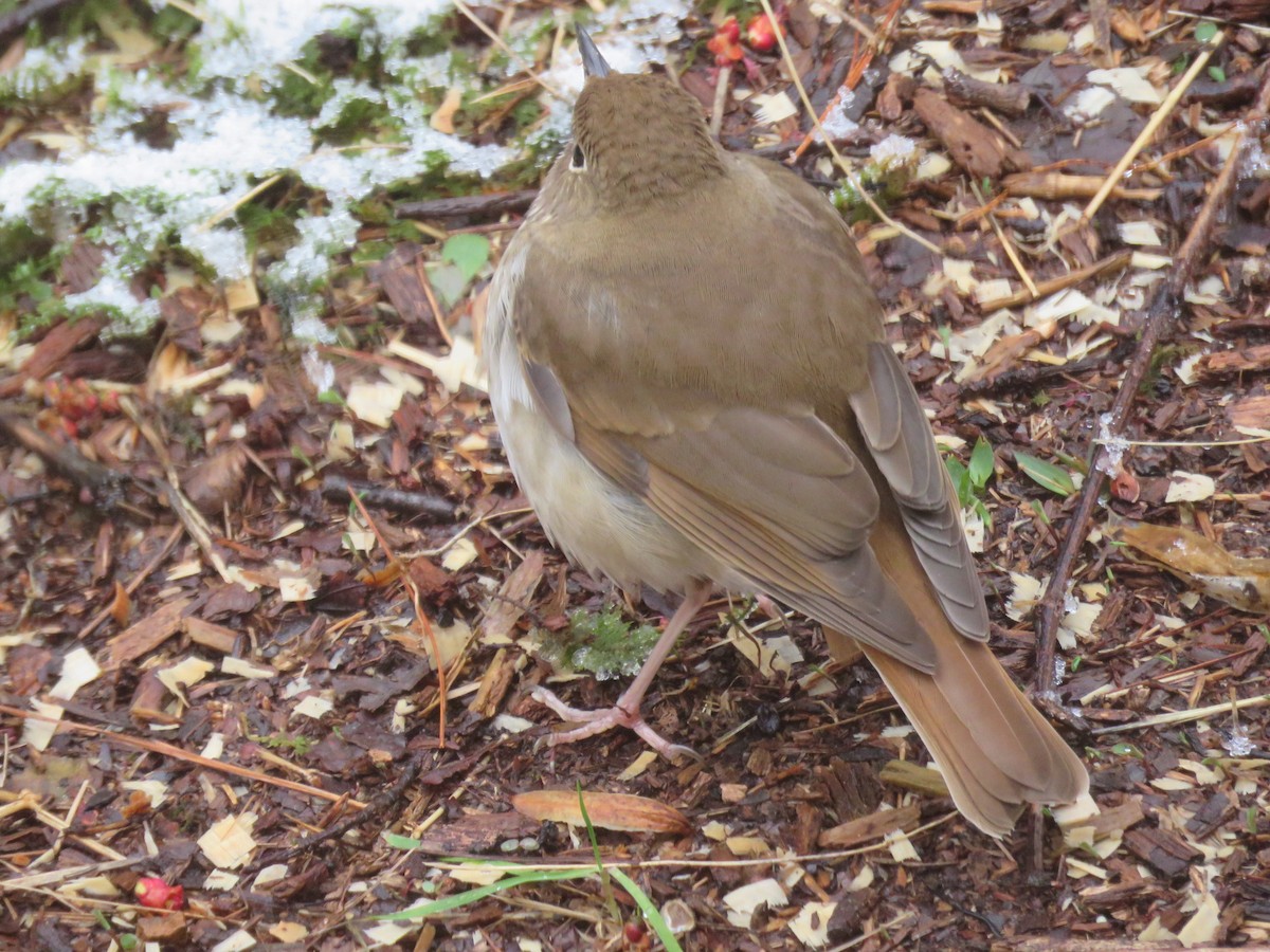 Hermit Thrush - ML424363421