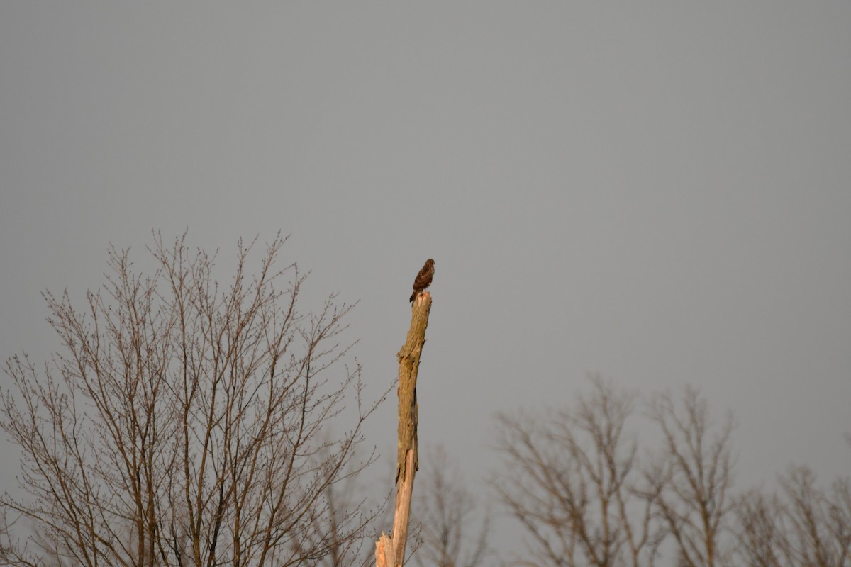 Northern Harrier - Ken Beckley