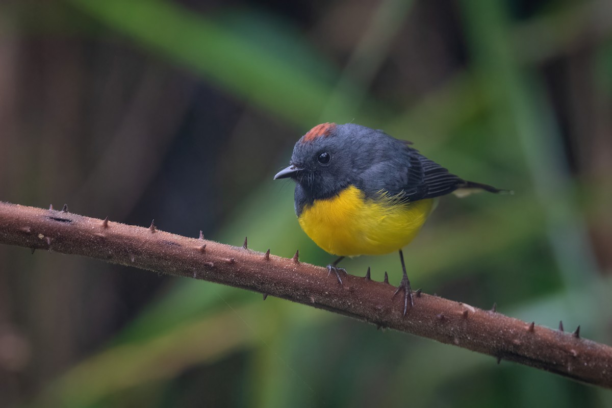 Slate-throated Redstart - ML424366551