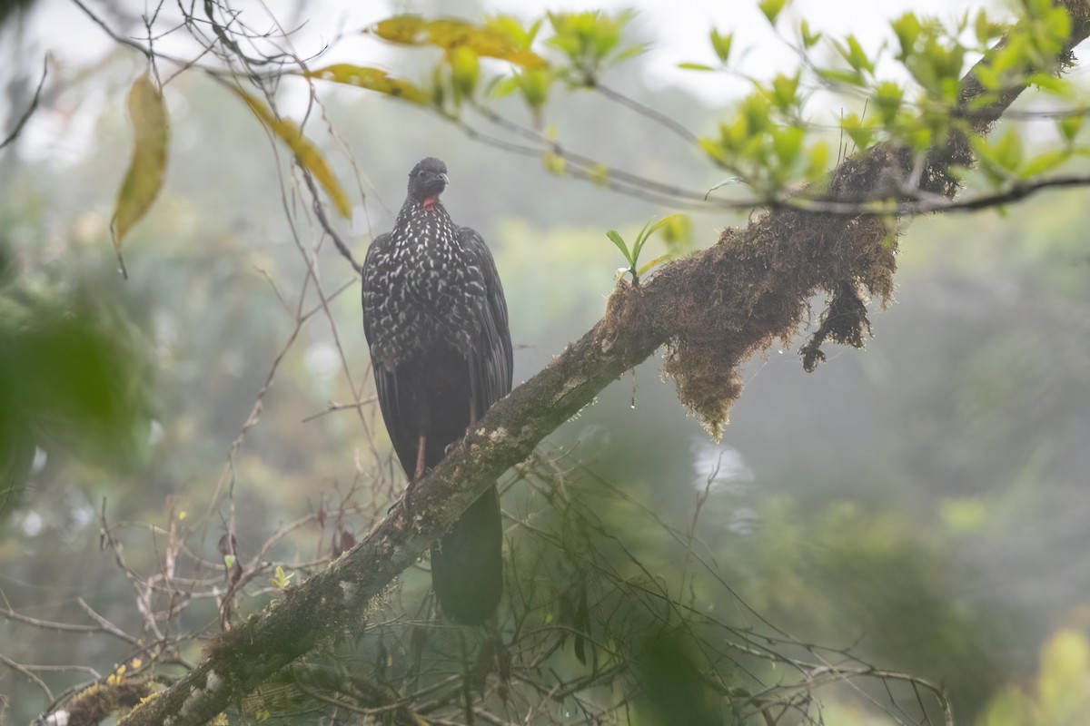 Crested Guan - ML424367961