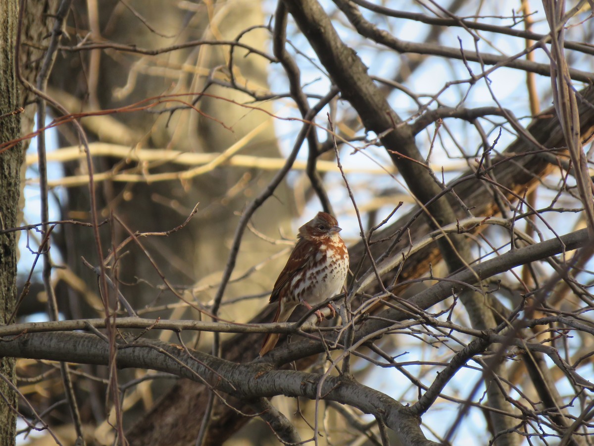 Fox Sparrow - ML424368011