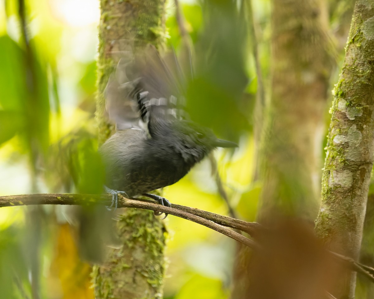 Parker's Antbird - ML424369481