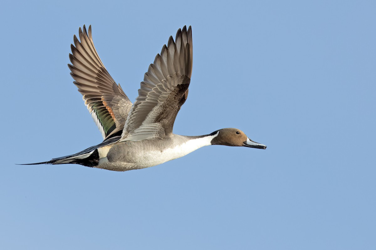 Northern Pintail - ML424371001