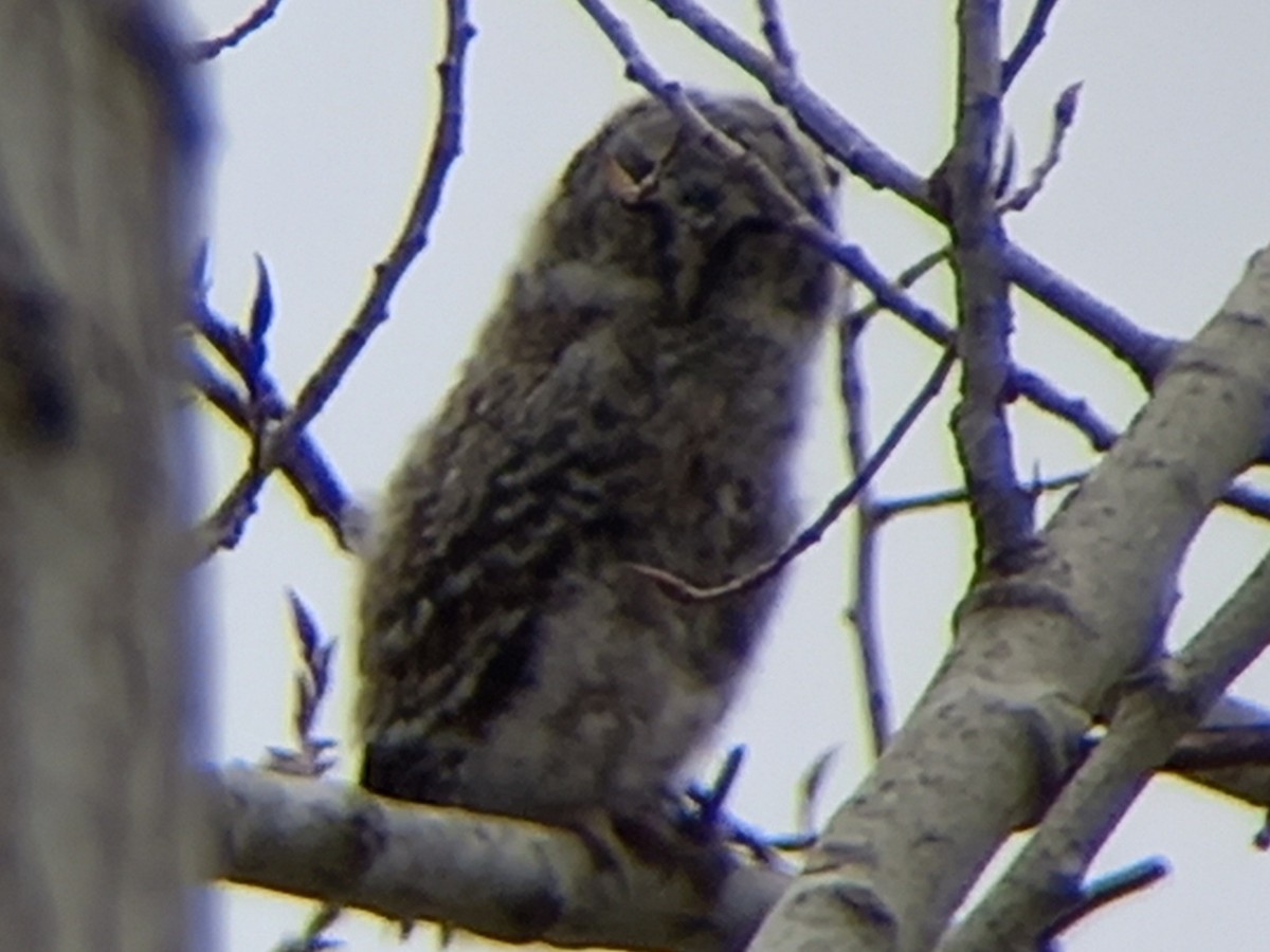 Tawny Owl - ML424371451