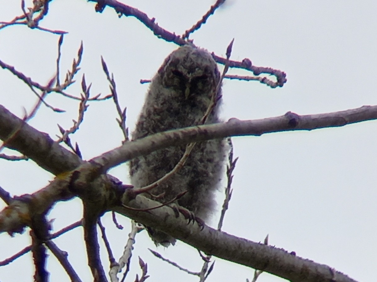 Tawny Owl - ML424371461