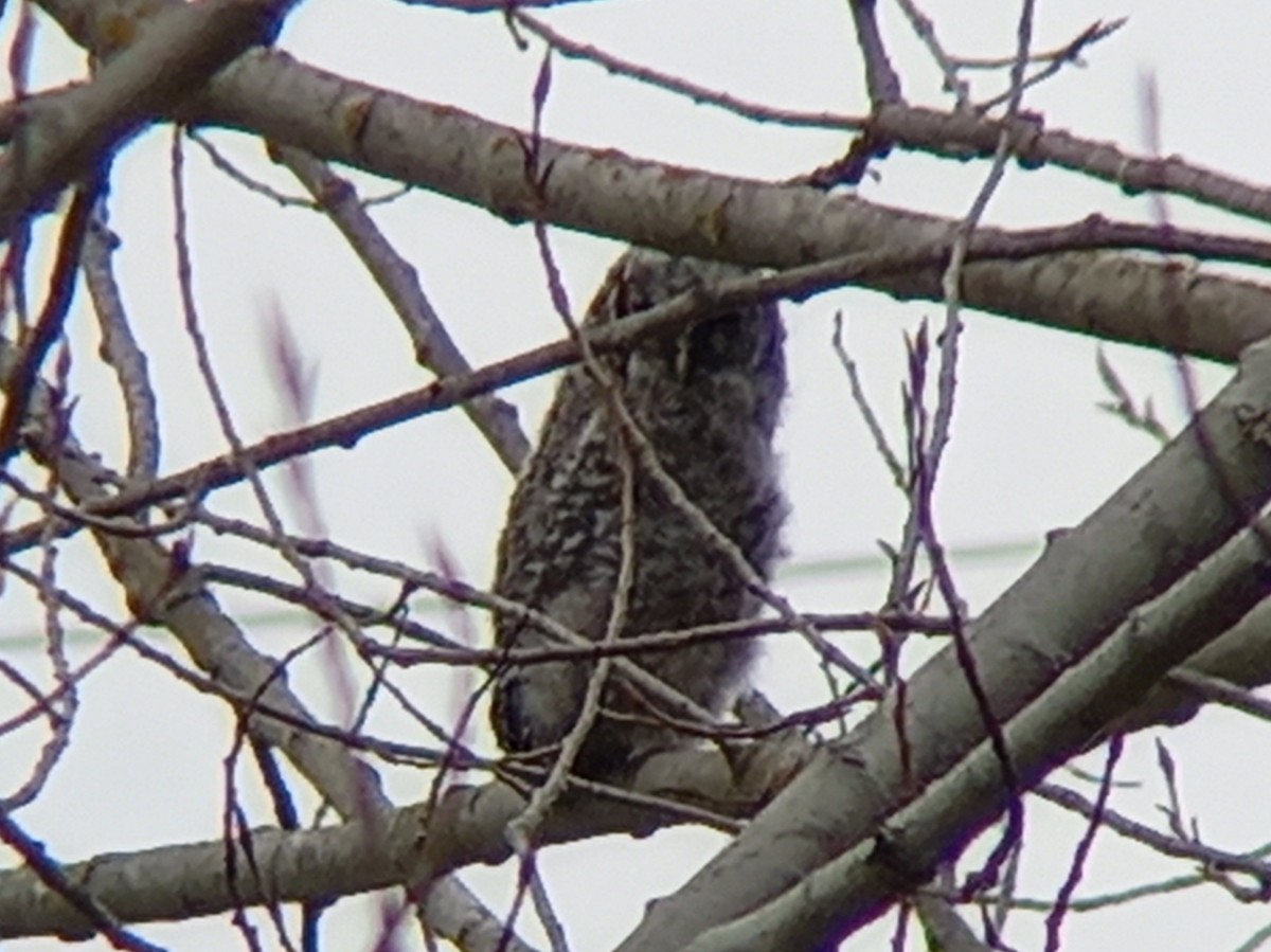 Tawny Owl - ML424371471