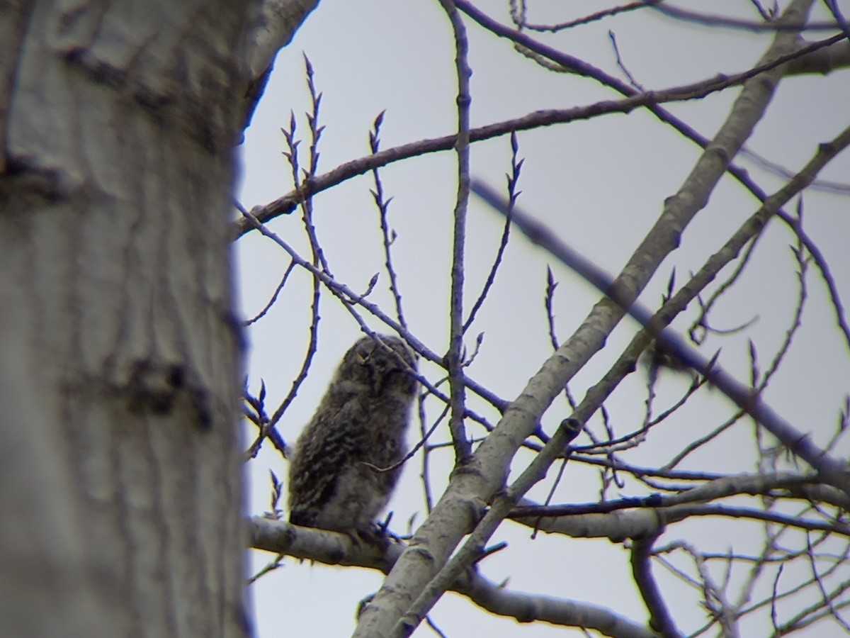 Tawny Owl - ML424371491