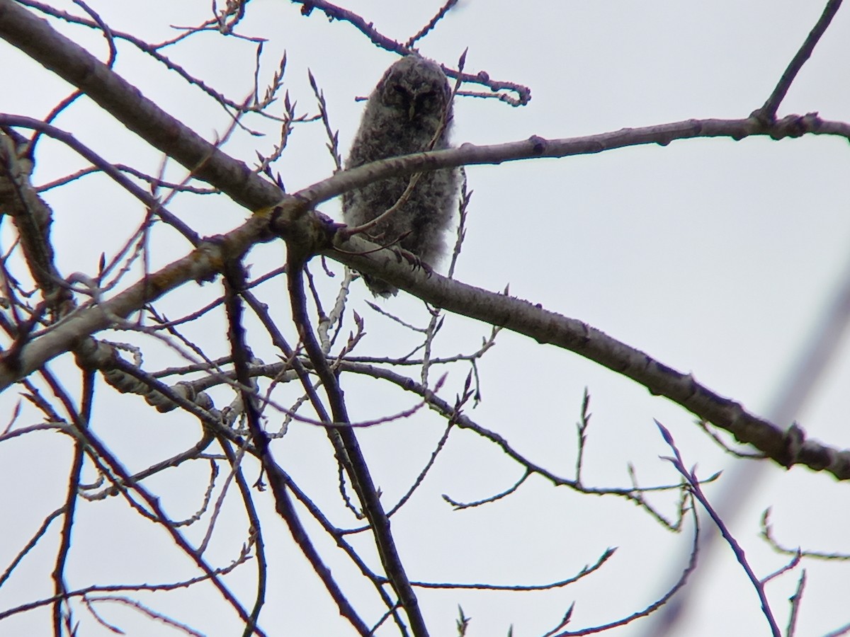 Tawny Owl - ML424371501