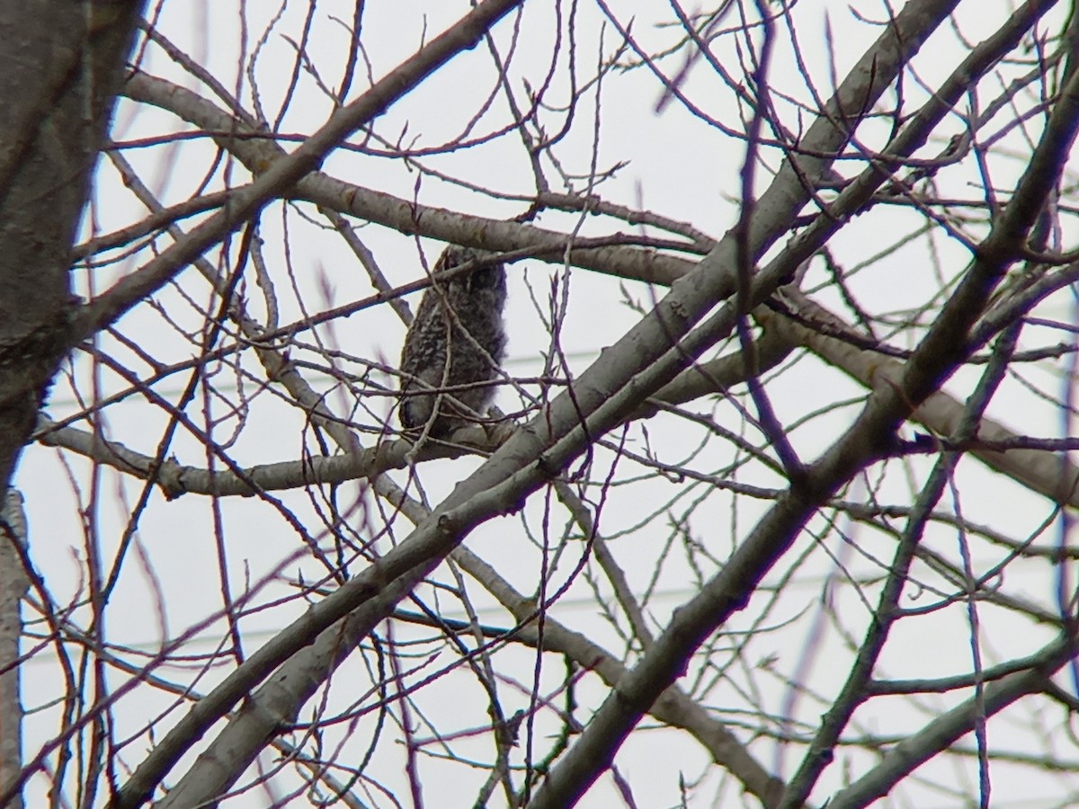 Tawny Owl - ML424371511