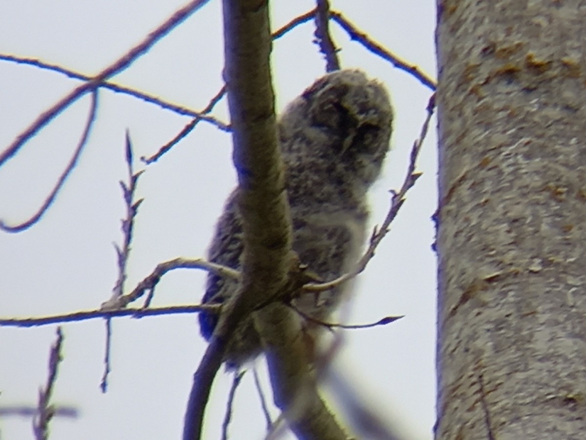 Tawny Owl - ML424371521