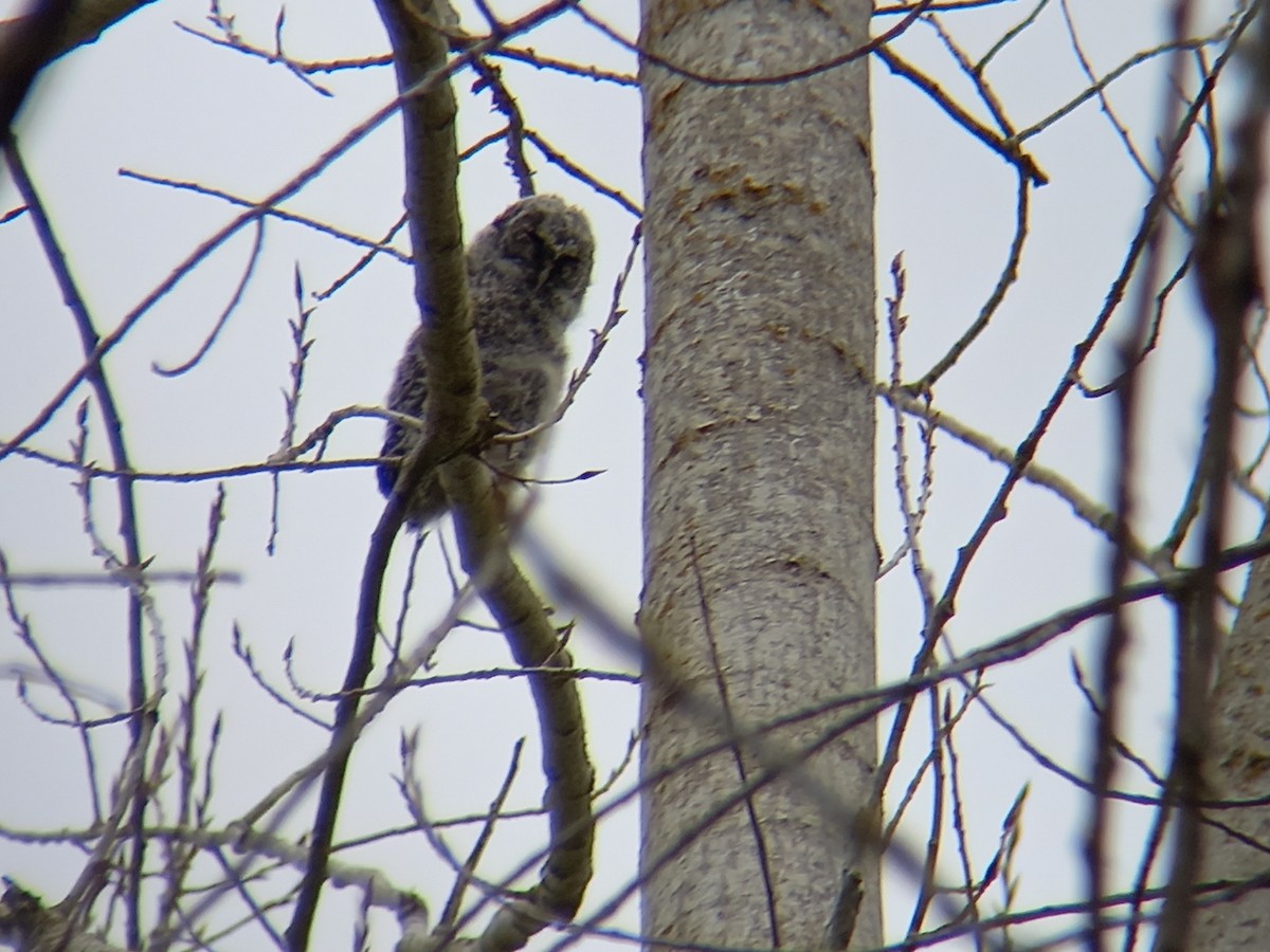 Tawny Owl - ML424371531